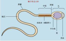 精子形態分析