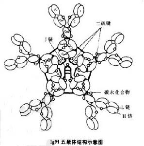 IgM五聚體結構示意圖.