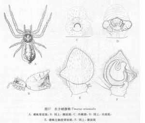 東方峭腹蛛