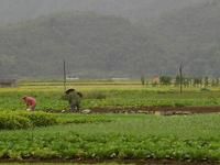 中綺羅自然村蔬菜種植業