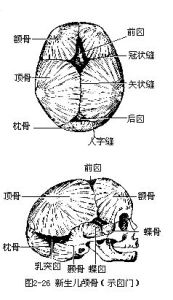 矢狀縫