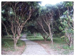 深圳仙湖植物園