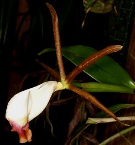 Cattleya araguaiensis