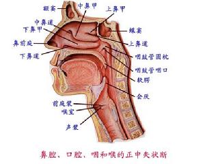 咽異感症