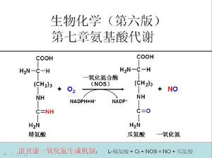 一氧化氮合成機制