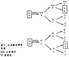 DNA損傷