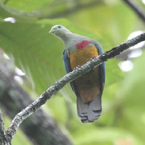 紅胸果鳩