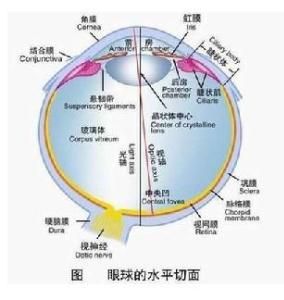 視覺器官