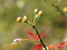 小果薔薇（原變種）