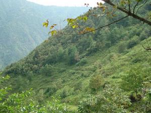 臘戶都村生態山林