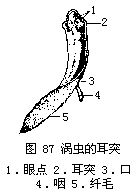 三角渦蟲外形