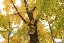 東台古銀杏樹1高清大圖