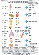 人體排毒時間表