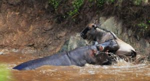 非洲角馬大遷徙中意外侵入河馬領地 遭屠殺