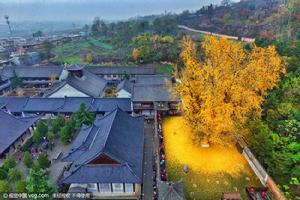 千年銀杏樹[陝西西安羅漢洞村觀音禪寺內千年銀杏樹]