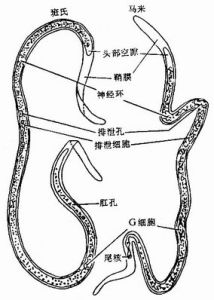 馬來絲蟲病