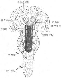 感覺投射系統