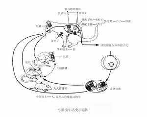 獲得性弓形蟲病