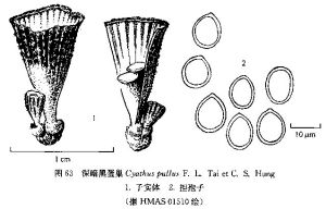 深暗黑蛋巢