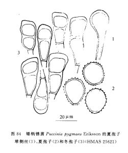 矮柄鏽菌