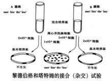 細菌和噬菌體的重組與連鎖