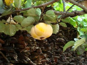 張明山自然村甜柿種植