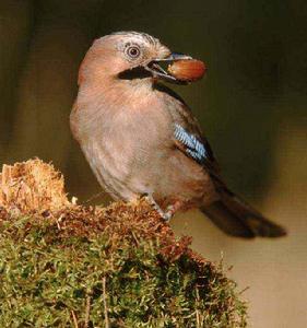 鳥類食性