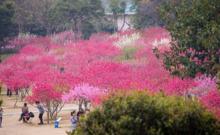 桃花公園