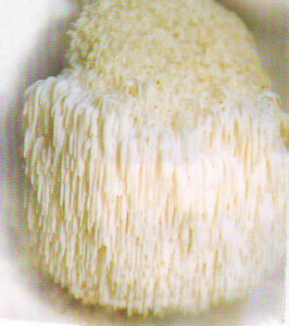 猴頭蘑