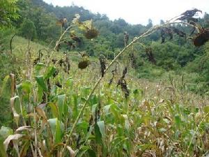 計奪魯村玉米種植