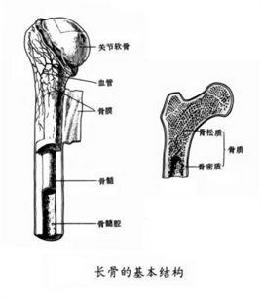 骨的結構