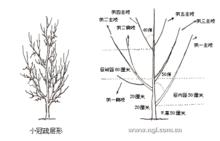 小冠疏層形結構圖