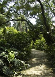 南寧人民公園的亞熱帶植物