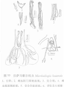 拉薩馬歇爾線蟲