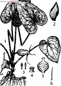 花葉尾花細辛， 圖註：1．植株，2.鱗片葉，3．雄蕊, 4.柱頭，5．果縱剖面，6．毛。