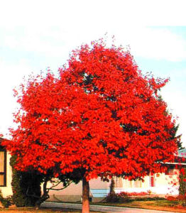 北方紅櫟
