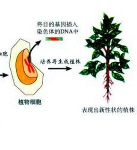 農桿菌介導轉化法