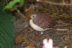 紅喉雞鳩