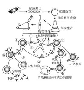 基因疫苗