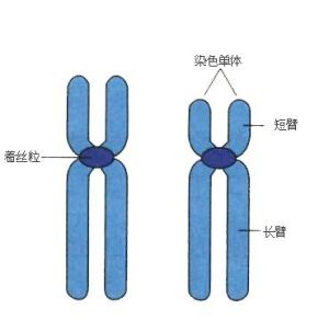 隨體