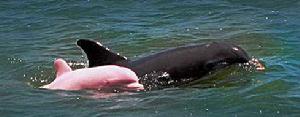 罕見的粉紅色瓶鼻海豚