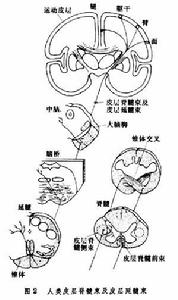 神經通路