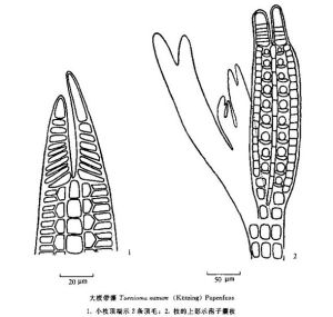 大綬帶藻