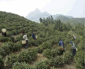 婺源茗眉茶