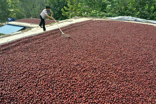 茌平圓鈴大棗