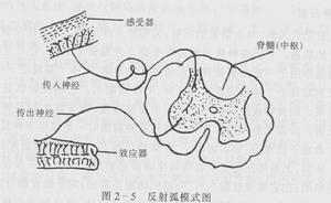 反射弧示意圖