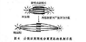 有絲分裂後期