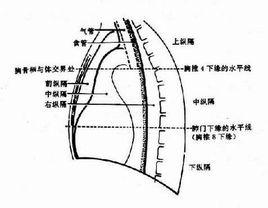 膈[人體部位名]