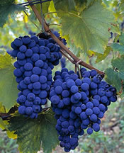 Sangiovese