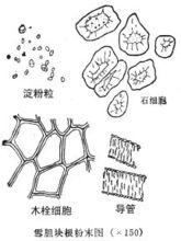 雪膽